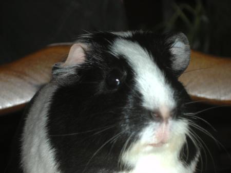 pitchounette mon cochon d'inde