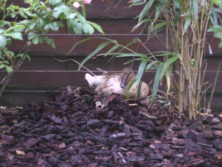 une canne en pleine couv�e en baie de somme