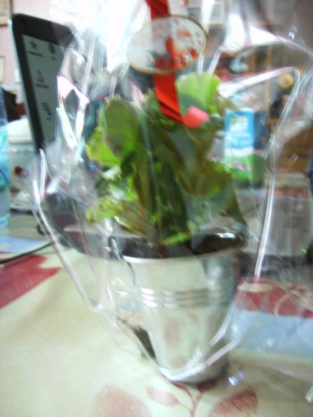 une jolie fleur comme sa maman