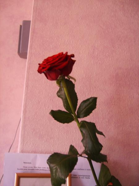voila la rose que j'ai offert a mon homme pour la st didier