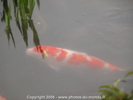 j'espere en voir en vrai  ca doit etre trop beau en pleine nature