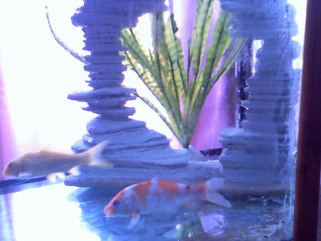 aquarium en construction lol