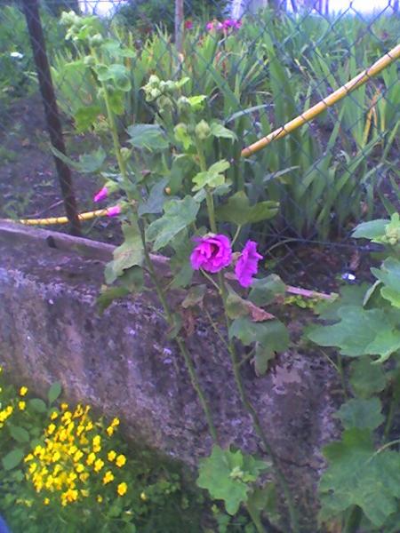 elles sont po belle mes fleurs lol