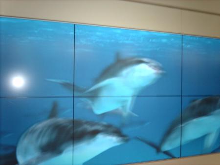 alors ca c 'etais trop fort des dauphin qui nous suivais quand on marcher trop fort les japonais !!!