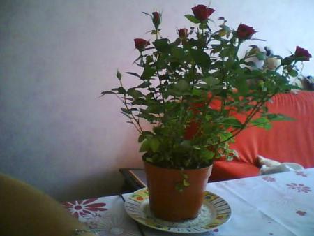 aujourd'hui mon petit coeur ma acheter des fleur(il a quelque chose a ce faire pardonner je rigole )ca fait trop plaisir