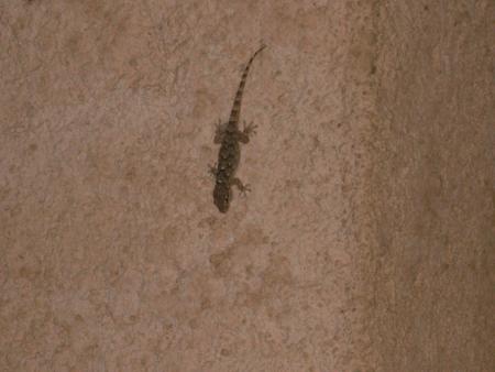 trop cool les lezard