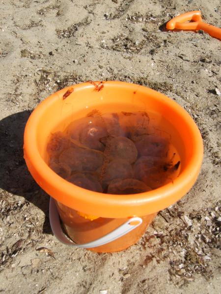 peche a la meduse mdr