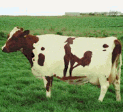 une vache comme je l 'ai aime lol !!!